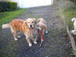 gessie et sunny golden retriever - Golden Retriever
