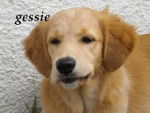 golden retriever gessie - Golden Retriever