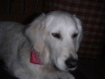 Fanny - Golden Retriever - Golden Retriever