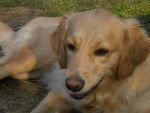 golden retriever gessie - Golden Retriever