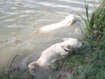 golden retriever gessie et hera - Golden Retriever