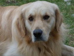 golden-retriever-95499.jpg - Golden Retriever