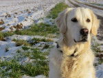 Fanny - Golden Retriever - Golden Retriever