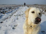 Fanny - Golden Retriever - Golden Retriever
