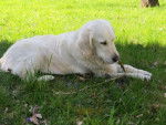 Fanny - Golden Retriever - Golden Retriever