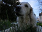 Fanny - Golden Retriever - Golden Retriever