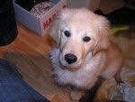 Cyrrus - Golden Retriever Mâle (4 mois)
