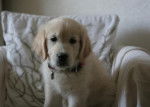 Cheyenne du Copain Fidèle dite Dali - Golden Retriever