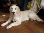 Cheyenne du Copain Fidèle dite Dali - Golden Retriever