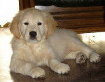 Photo Golden Retriever : Amazone du Pays Sauvage - Golden Retriever
