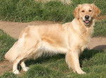 Photo Golden Retriever : Amazone du Pays Sauvage - Golden Retriever