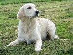 Golden Retriever : Callypso de la Tribu d'Arésia - Golden Retriever