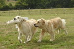 Photo Golden Retriever : Prunelle et Maïa - Golden Retriever