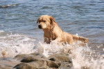 Cap'taine Sparow des Chemins Bleus du Paradis - Golden Retriever