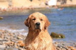 Cap'taine Sparow des Chemins Bleus du Paradis - Golden Retriever