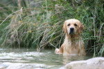 Bellanana du Pays Sauvage dite Pockette - Golden Retriever