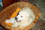 Dâira des Abellies d'Aulay - Golden Retriever
