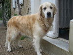 Prescott - Golden Retriever