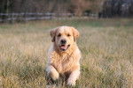 Capt'aine Sparow des Chemins Bleus du Paradis - Golden Retriever