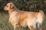Capt'aine Sparow des Chemins Bleus du Paradis - Golden Retriever