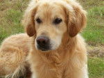 Aramis 4 ans - Golden Retriever (4 ans)