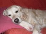 Roxanne - Golden Retriever