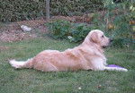 Dzeus 2 ans et demi - Golden Retriever (2 ans et demi)