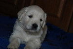 Chiot Golden retriever : Kirane de la Barraz - Golden Retriever