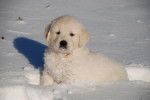 Chiot Golden retriever : Keny de la Barraz - Golden Retriever