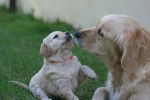 Pockette et sa fille Happy - Golden Retriever
