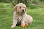 Enya des Chemins Bleus du Paradis - Golden Retriever