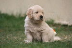 Chiot mâle, fils de Vihna - Golden Retriever