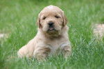 Petite femelle, fille de Pocket - Golden Retriever