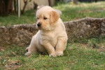 Petite femelle, fille de Vihna - Golden Retriever