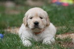 Petite femelle, fille de Vihna - Golden Retriever