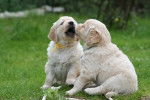 Jeux de chiots Goldens retrievers - Golden Retriever