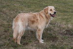 Fidji de la Rosière - Golden Retriever