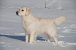 Djylo de la Barraz - Golden Retriever