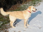 Gaya Golden retriever 10 mois - Golden Retriever (10 mois)