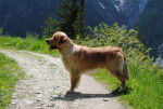 Tsar - Golden Retriever