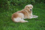 Fidji de la Rosière - Golden Retriever