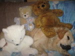 charlie avec ses nounours - Golden Retriever