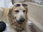 charlie la star - Golden Retriever