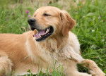 Le Golden retriever - Golden Retriever