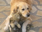 Nessie et ses copains - Golden Retriever