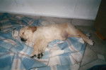 Je dors - Golden Retriever