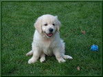 Ango - Golden Retriever