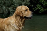 Photo Golden Retriever