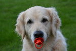 Photo Golden Retriever