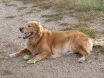 Photo Golden Retriever